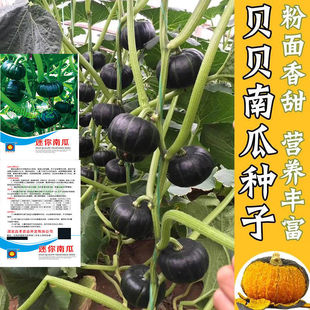 �߮a�Gؐؐ�ϹϷN�Ӵ��＾�tؐؐ ����ζ��Ŵ����С�ϹϸC�ϷN��