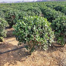 无刺枸骨吉祥树金玉满堂鸿运果四季常青庭院别墅花卉耐寒绿化苗木