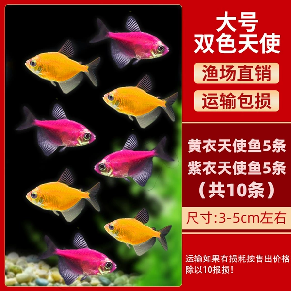 5 purple angels + 5 yellow angels 3-5cm each (10 in total) + fish food