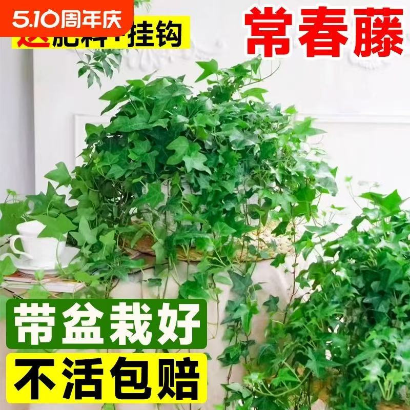 Ivy Potted Indoor Green Plant, Hanging Orchid, Hanging Plant for Balcony, Absorbs Formaldehyde, Evergreen All Year Round, Easy to Care For, Evergreen Climbing Vine