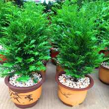 �ͺ��t��ɼ�����Ϸ������҃������a�Gֲ����ȩ�����՚�