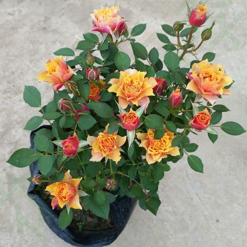 Дропшиппинг бикини балкон миниатюрные розы рассада многоголовые групповые цветущие круглый год розы в горшках ароматные зеленые растения
