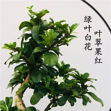 小叶福建茶盆景植物造型雀梅白蜡榆树老桩树桩四季常青开花结果