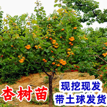 杏树果苗嫁接盆栽杏树苗活苗果树苗庭院种植地栽南方北方杏子苗树