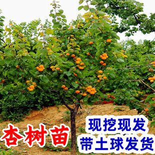 �Ә����޽������Ә�����������ͥԺ�Nֲ�����Ϸ������������