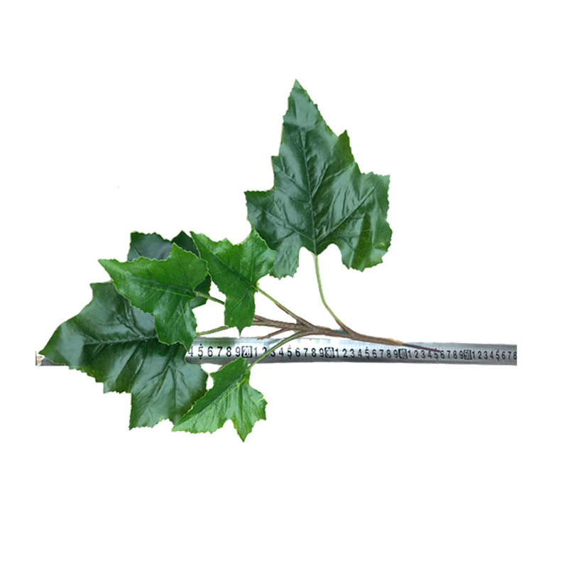 XRB-266 梧桐叶单枝5叶 (4).jpg