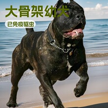 批发大型纯种卡斯罗护卫犬活体宠物狗狗防暴犬工作犬家庭伴侣犬