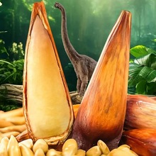 云南巴拉那松子拇指大松子云南大松子巴西松子巴拉纳松80g