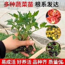 �m������t���緬�����}Ů�����������߲�������������������̫��