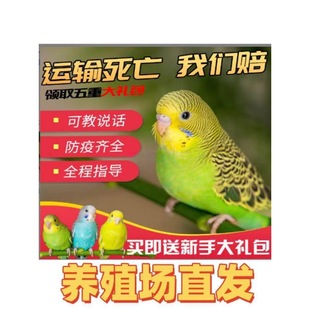 �v��Ƥ�W�^���B��С�͕��fԒ�Č����B�������B���P���BС�B�}ľ�|