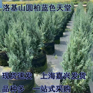 ���ɽ�A���{ɫ����������Ʒ���Rֲ���M���ɰ��ֲ���ļ����G����