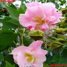 木芙蓉成都精品独杆木芙蓉苗木批发城市行道树公园园林绿化树苗