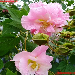 ľܽ�سɶ���Ʒ���Uľܽ����ľ���l�����е��乫�@�@�־G������