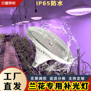 �m���a������Ҵ��ﻨ���m��ˇ�݌��ß�ȫ���Vledֲ�����L��