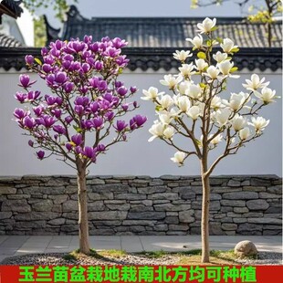 ���m��������B�ļ��_�����҃���ͥԺ�t���S���ͺ����԰����Gֲ��