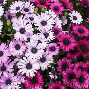 �Ϸ��f�۾շN�ӷ��޾ջ���ͥԺ�{Ŀ�ջ��ܶ������ײ��ͺ����^�@��