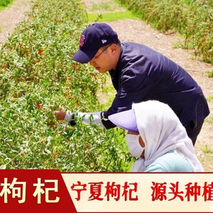 �������l��������Ќ��t���ɢ�b250g��ˮ��轴���������