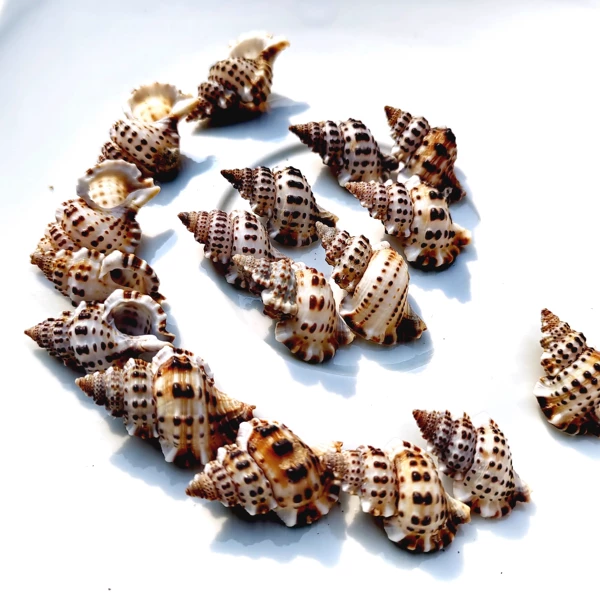 Winged snail 200g
