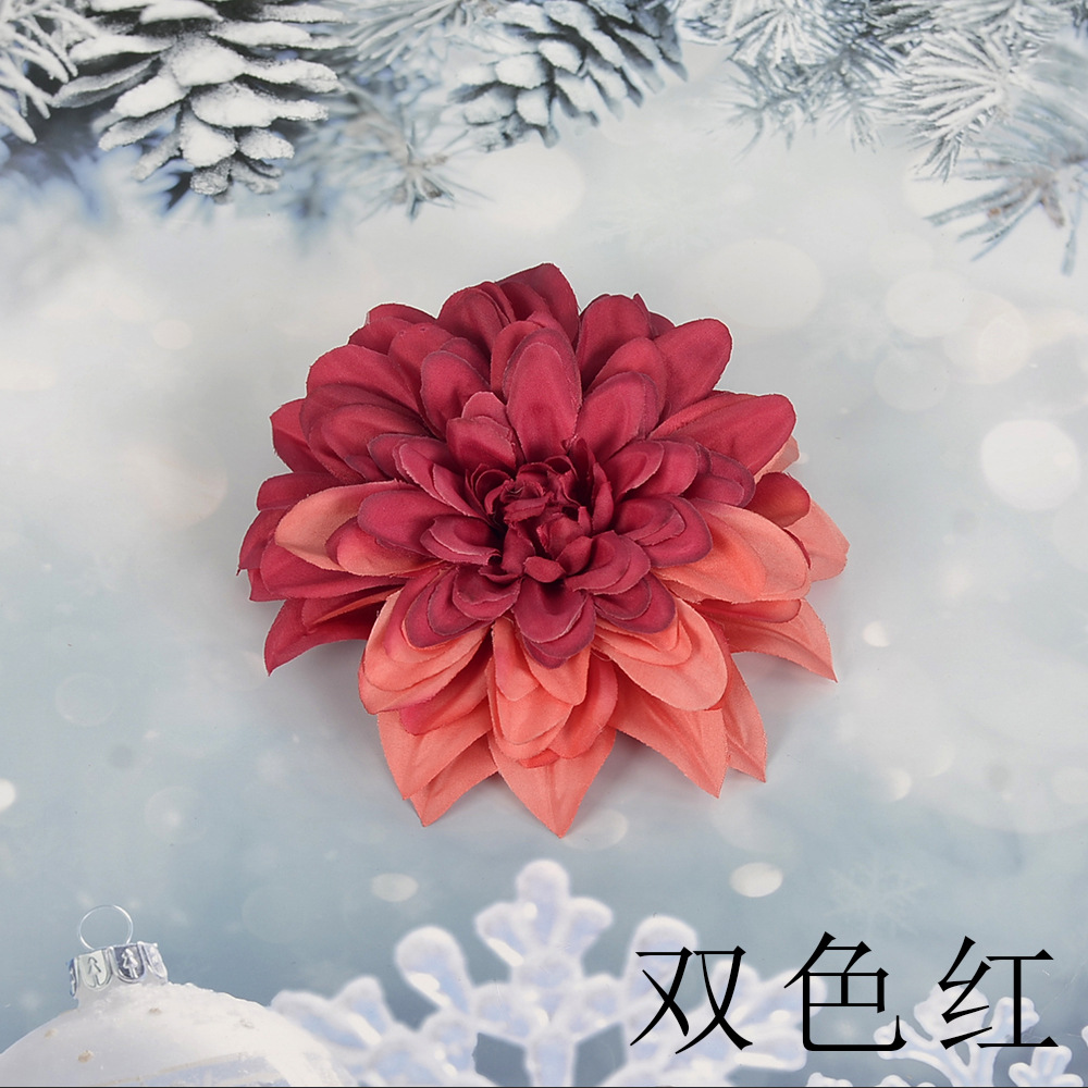 투톤 레드 SL 큰 epiphyllum 꽃 머리