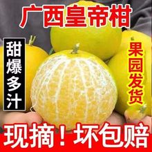 正宗广西皇帝柑新鲜橘子水果当季现摘蜜桔子贡柑甜橘老树大果包邮