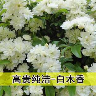 Yellow Wood Fragrant Flower Seedlings, Climbing Plants, Double-Petaled White Wood Fragrant Saplings, Roses, Balcony Courtyard, Four-Season Flowering Potted Plants