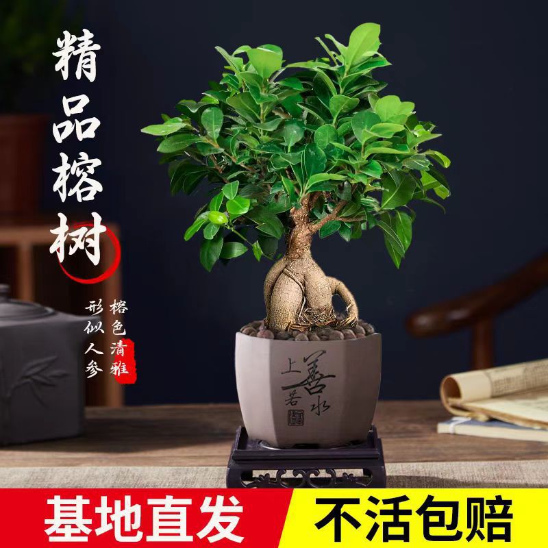 人参榕小叶榕四季常青耐寒榕树造型树桩盆景苗室内禅意盆栽绿植