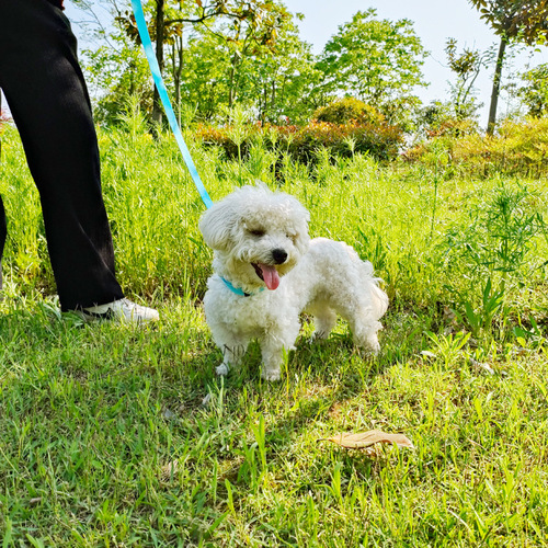 Amazon's new pet leash car safety belt 3-in-1 dog car dual-purpose with rear seat rope