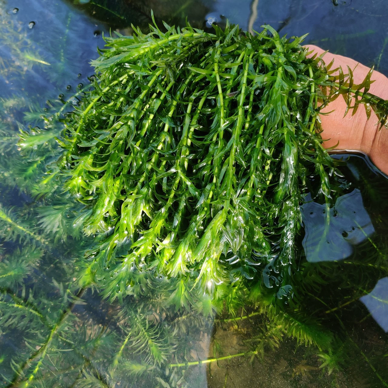 Пакет озеленения для растений аквариума