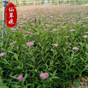 Base Wholesale Jinshan Spirea Pink Flower Spirea Spray Snowflake Seedlings Landscaping Project Seedlings Color Block Greening