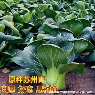 �K����ڴ��^������˷N��ԭ�b���~���~�������_�Ϻ�����߲˷N��