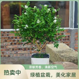 ����������ˮ��ֲ���Ϙ��ļ��҃��_���ܾGֲǧ�������ľ������