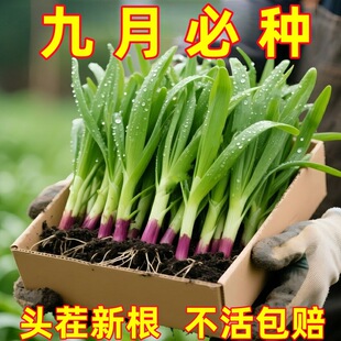 ۹t²ˬFڬFl~²˴̨ͥԺ߮aNֲļ