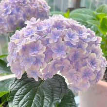 ͥԺɻԽ򻨴oMĽһͥԺ