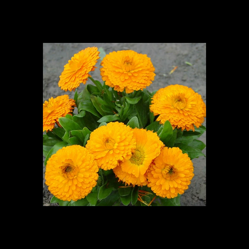 Семена календулы, семена хризантемы для роста в горшках, комнатные цветы, цветы во дворе, посев круглый год, морозостойкие