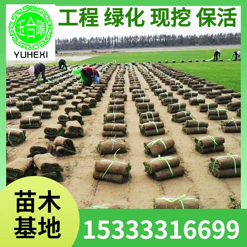 Оптовые рулоны искусственной травы для гольфа, футбольных полей и дорожек, не требующие обрезки, для круглогодичного использования.