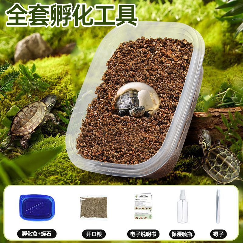 [거북알 1개] 무료 부화장비 + 인지교육