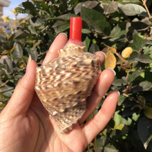 ���ݿ���̖�ǿ���ؐ����ˇƷ������С��̖��푒첱���^