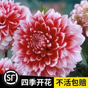 Imported Dahlia Seed Bulbs Perennial Four-Season Indoor Flower Potted Garden Plants Dahlia Sweet Potato Flower Bulbs