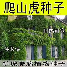 多彩爬山虎种子长春藤四季常青四季阳台庭院爬藤观叶植物花卉种子