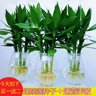 Guanyin Bamboo Hydroponic Green Plant Potted Rich Bamboo Lotus Bamboo Water Plant Indoor Living Room Air Purification Small Potted Plant