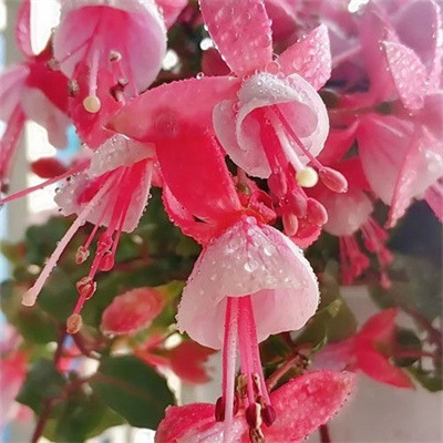 Los pétalos dobles cuelgan boca abajo, las plántulas de la campana dorada, las linternas, las plantas en macetas, las plantas verdes de interior, los balcones, las flores florecen en todas las estaciones, las flores continúan floreciendo