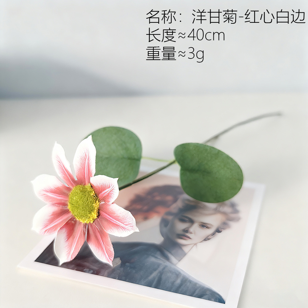 Camomilla Roja Blanca