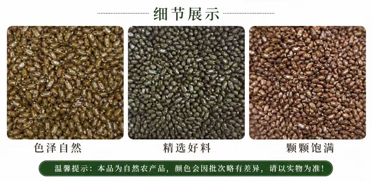 Cassia Seed Jue Ming Zi Dried Whole Seeds 1000g Herbal Tea Ingredient Bulk Pack overview