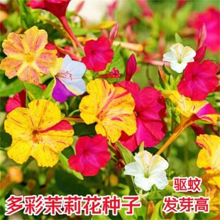 ���羳��؛�����������N��ϴ��t�����������l�y���׻����