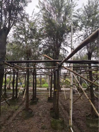 串钱柳 米径9公分