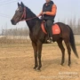 伊犁旅游骑马一匹蒙古马