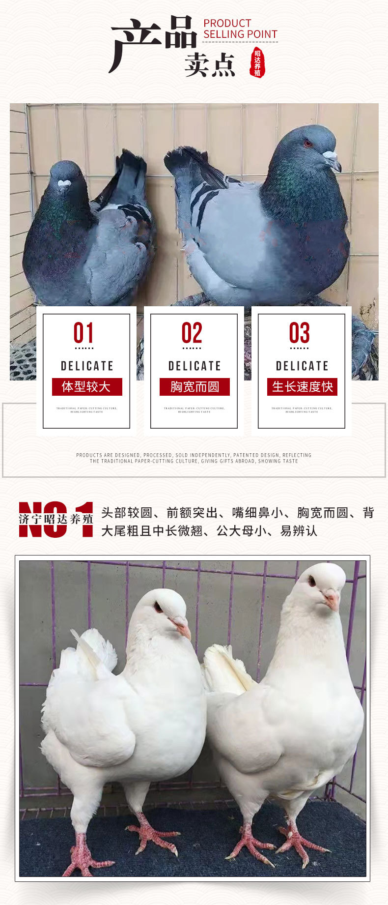 元宝鸽_02