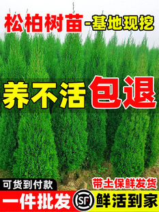 松柏树苗四季常青柏树塔柏侧柏大号树苗道路绿化易活好养圆柏松树-阿里巴巴