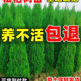 松柏树苗四季常青柏树塔柏侧柏大号树苗道路绿化易活好养圆柏松树