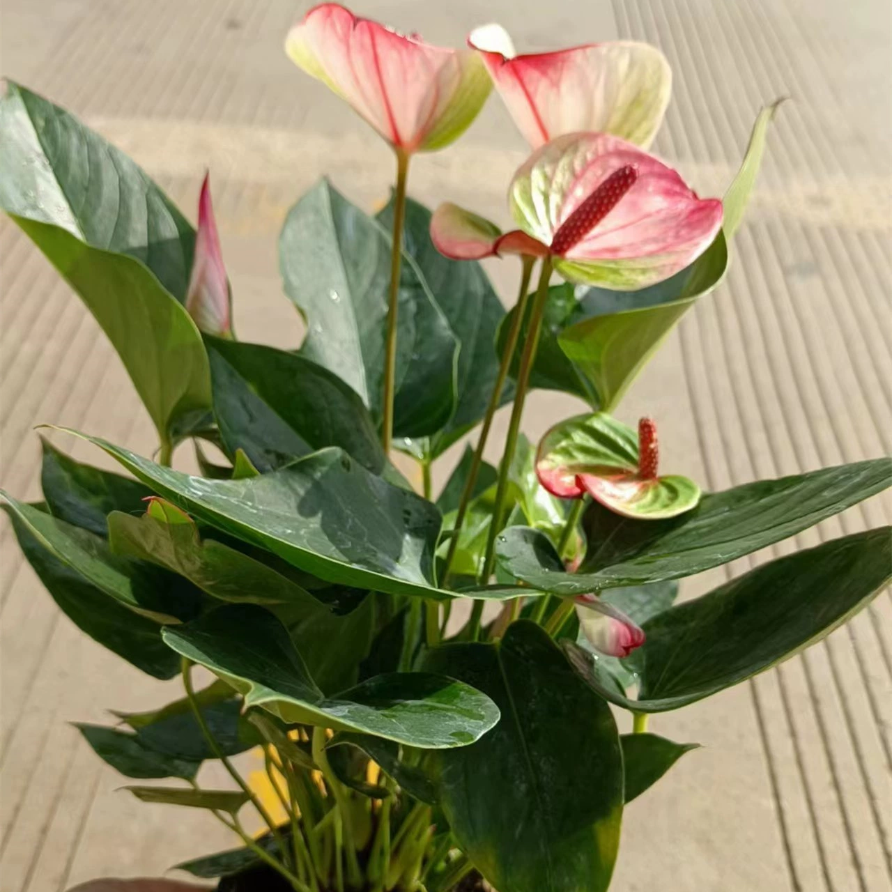 140 # Tianxi Таинственные розовые пальмовые зеленые растения в горшках, цветущие в четыре сезона